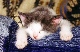 catmadjones catmadjones