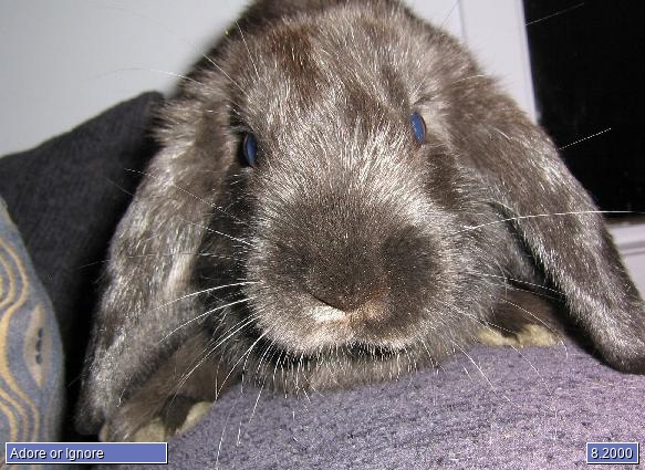 Cedric Bunny