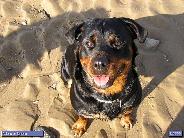 tessie tessie