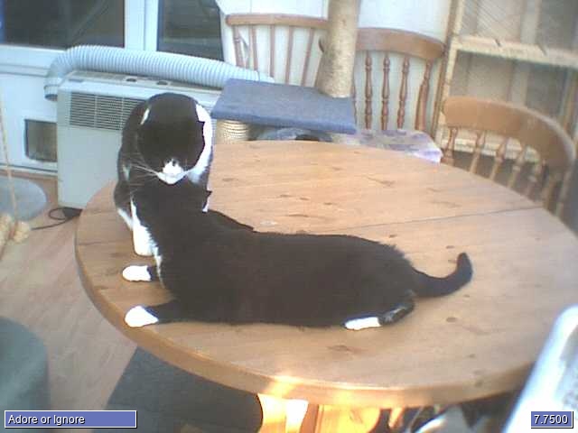 oscar and josh